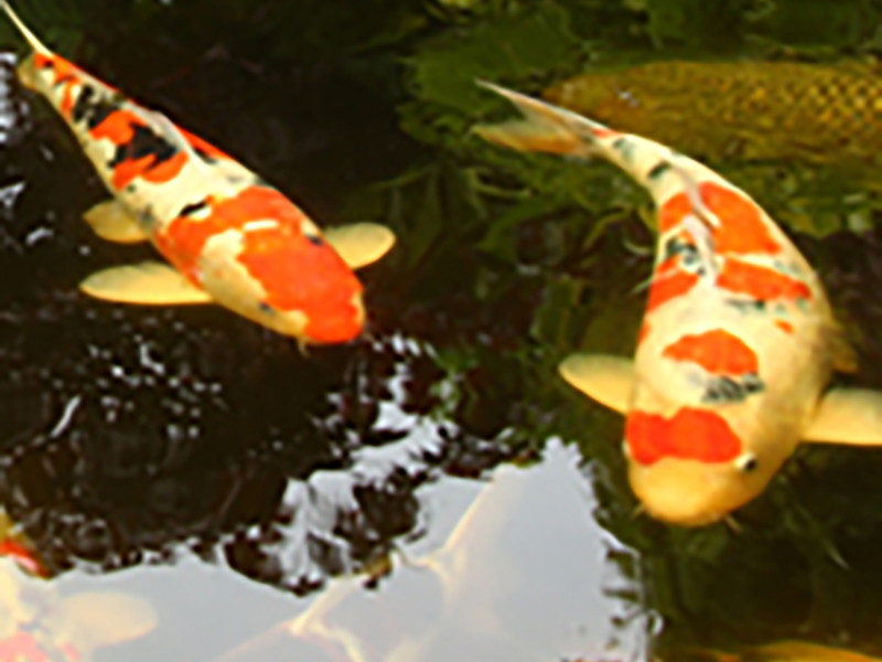 TP_koi_web