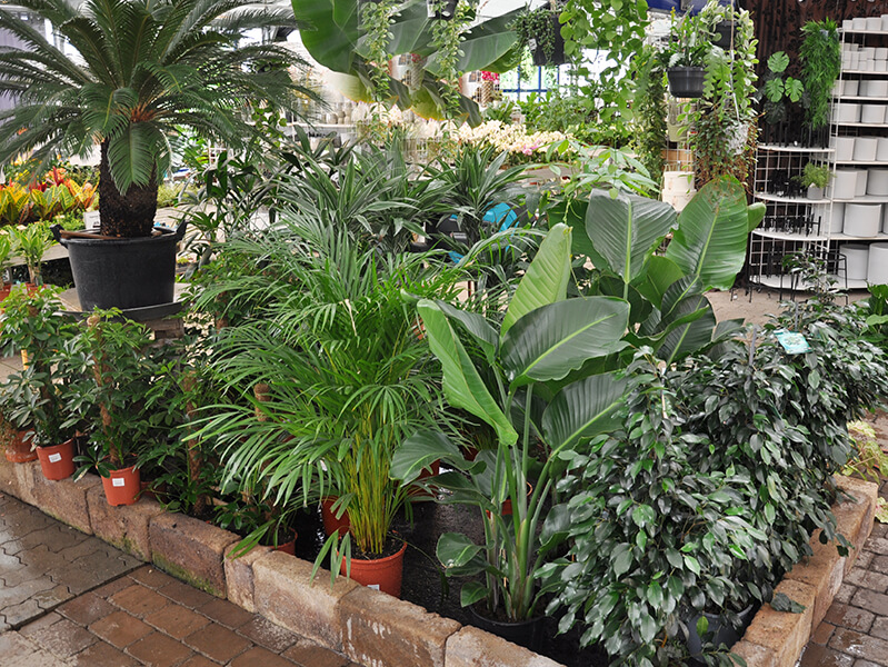 TP-indeplanter_9572